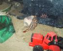 Hermit Crab. (click to zoom)