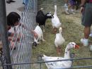 Petting zoo with ducks. Kelly and young goat. (click to zoom)
