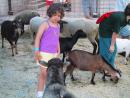 Child and goats. (click to zoom)