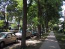 Garden Walk. Tree lined street. (click to zoom)