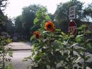 Andersonville: Sunflowers at tall as stop signs. (click to zoom)
