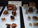 Geological Museum: Rare collector quality amber with insects. (click to zoom)