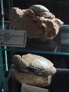 Geological Museum: Fossil crabs. (click to zoom)
