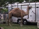 Asian-American fest: Camel rides $5. (click to zoom)