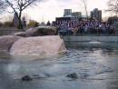 Lincoln Park Zoo: Caroling to the Animals. Seals and Chorus. (click to zoom)