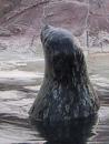 Lincoln Park Zoo: Caroling to the Animals. Seal closeup. (click to zoom)