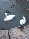 Lincoln Park Zoo: Swans and ducks. (click to zoom)
