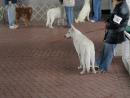 Chicagoland Family Pet Show at Arlington Park Racetrack. (click to zoom)