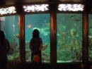 Shedd Aquarium. (click to zoom)