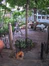 Yard and cats. (click to zoom)