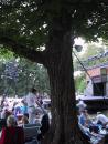 Shakespeare on the Green: Tree. (click to zoom)