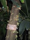 Garfield Park Conservatory: Chocolate. (click to zoom)