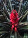 Garfield Park Conservatory: Pineapples. (click to zoom)