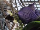 Garfield Park Conservatory: Children's garden: Giant bee and flower. (click to zoom)