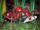 Peggy Notebaert Nature Museum: Giant bugs. (click to zoom)