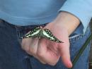 Peggy Notebaert Nature Museum: Butterfly. (click to zoom)