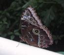 Peggy Notebaert Nature Museum: Butterfly. (click to zoom)