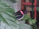 Peggy Notebaert Nature Museum: Butterfly. (click to zoom)