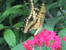 Peggy Notebaert Nature Museum: Butterfly. (click to zoom)