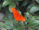 Peggy Notebaert Nature Museum: Butterfly. (click to zoom)