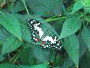 Peggy Notebaert Nature Museum: Butterfly. (click to zoom)