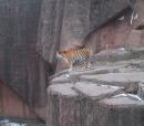 Lincoln Park Zoo: Tiger. (click to zoom)