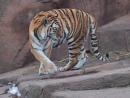 Lincoln Park Zoo: Tiger. (click to zoom)