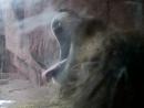 Lincoln Park Zoo: Lion. (click to zoom)