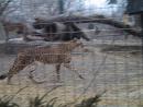 Lincoln Park Zoo: Leopard. (click to zoom)