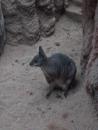 Lincoln Park Zoo: Kangaroo. (click to zoom)