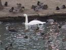 Lincoln Park Zoo: Swan and ducks. (click to zoom)