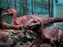 Milwaukee Public Museum: Velociraptors. (click to zoom)