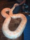 Milwaukee Public Museum: Giant albino Burmese python. (click to zoom)