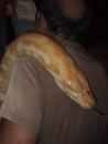 Milwaukee Public Museum: Giant albino Burmese python head. (click to zoom)