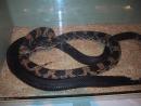 Milwaukee Public Museum: Mating European rat snakes. (click to zoom)