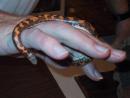 Milwaukee Public Museum: Small snake on hand. (click to zoom)