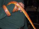 Milwaukee Public Museum: Corn snake on arm. (click to zoom)