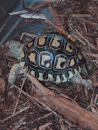 Milwaukee Public Museum: Small box turtle. (click to zoom)