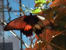 Milwaukee Public Museum: Giant butterfly. (click to zoom)