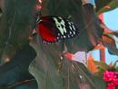 Milwaukee Public Museum: Butterfly. (click to zoom)