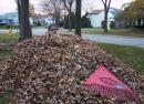 Amy burried in leaves. (click to zoom)