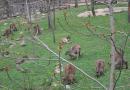 Brookfield Zoo. (click to zoom)