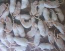 Bag of frozen young mice. (click to zoom)