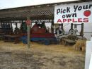 Apple Holler orchard. (click to zoom)