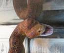 Nephew Jon's corn snake, now years old and feet long. (click to zoom)