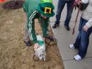 Forest Park St. Patrick's Day Parade. (click to zoom)