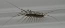 Bruce the house centipede. (click to zoom)