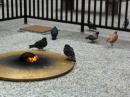 Pigeons (click to zoom)