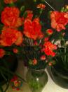 Carnations from Crystal. (click to zoom)