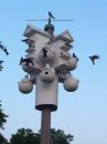 Purple Martin (swallow) homes in Montrose Harbor. (click to zoom)